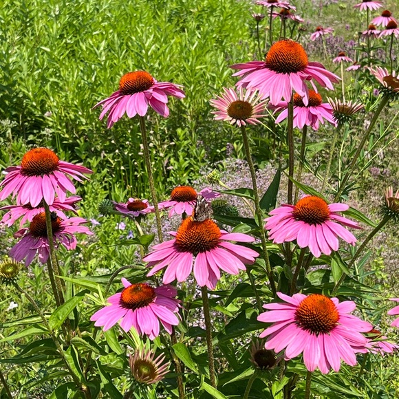 Like to be notified when I’m live! - Picture 4 of 4